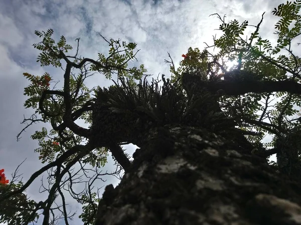 Vegetação Parque Uma Grande Cidade Parque Ecológico Lugar Grande Beleza — Fotografia de Stock