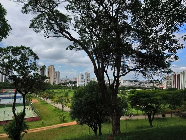 Park Vegetatie Een Grote Stad Ecologisch Park Een Plek Van — Stockfoto