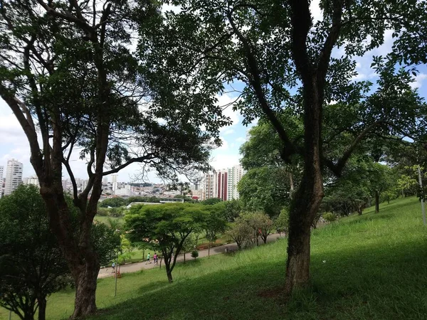 大城市里的公园植被 生态公园 是一个美丽而宁静的地方 — 图库照片