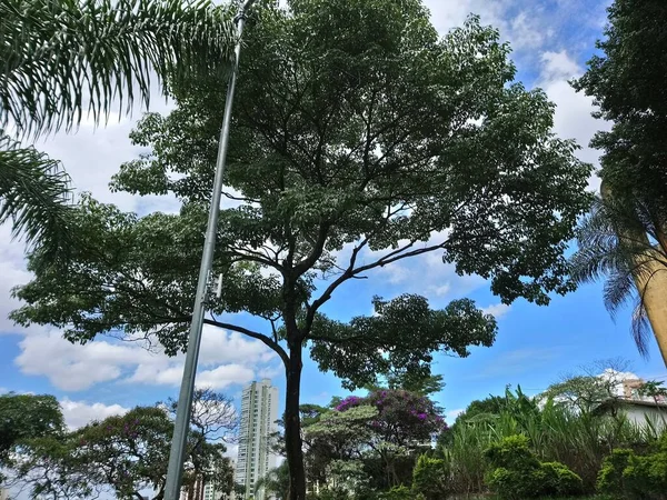 Park Vegetatie Een Grote Stad Ecologisch Park Een Plek Van — Stockfoto