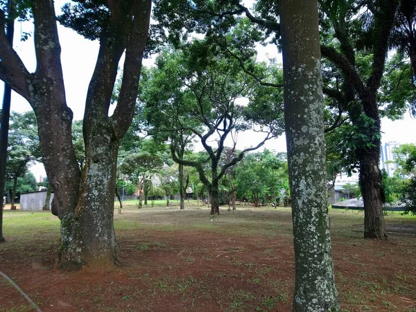 Park Vegetation Storstad Ekologisk Park Plats Med Stor Skönhet Och — Stockfoto