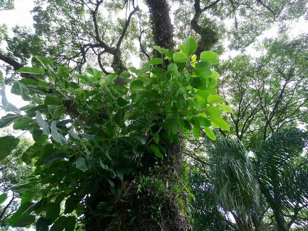 Vegetação Parque Uma Grande Cidade Parque Ecológico Lugar Grande Beleza — Fotografia de Stock