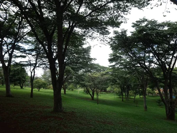 Parc Végétation Dans Une Grande Ville Parc Écologique Endroit Grande — Photo