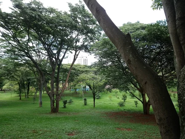 大都市の公園植生 生態公園 素晴らしい美しさと平和の場所 — ストック写真