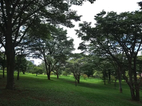 Parc Végétation Dans Une Grande Ville Parc Écologique Endroit Grande — Photo