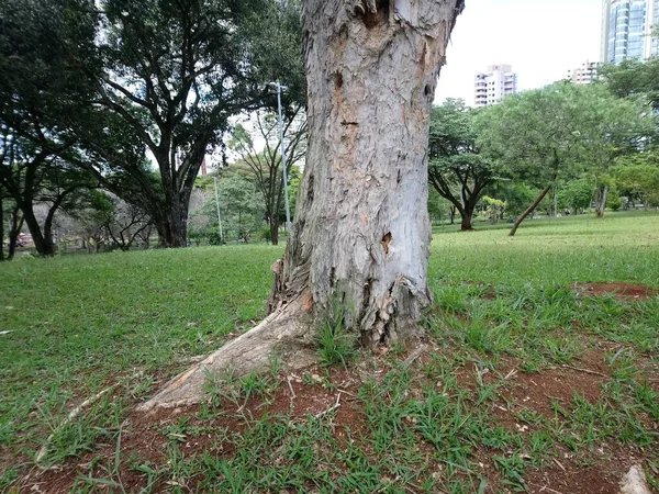 Parque Vegetación Una Gran Ciudad Parque Ecológico Lugar Gran Belleza — Foto de Stock