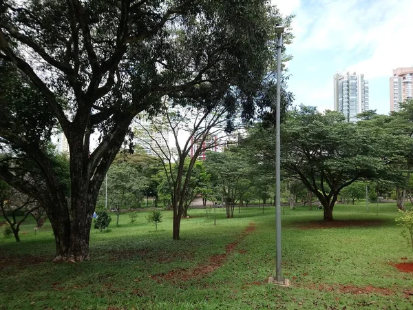 Park Vegetation Big City Ecological Park Place Great Beauty Peace — Stock Photo, Image