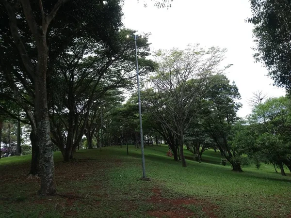 大都市の公園植生 生態公園 素晴らしい美しさと平和の場所 — ストック写真