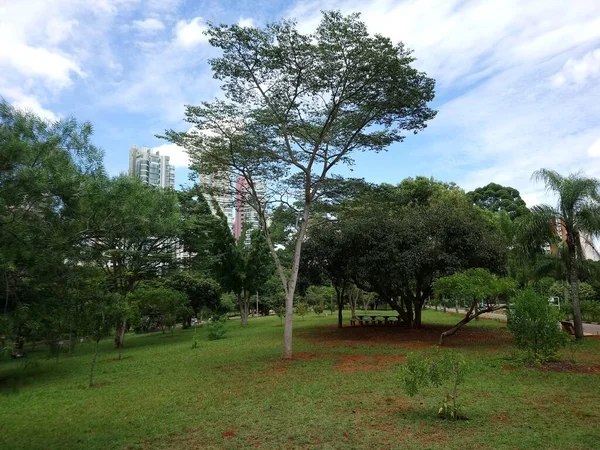 Park Vegetatie Een Grote Stad Ecologisch Park Een Plek Van — Stockfoto