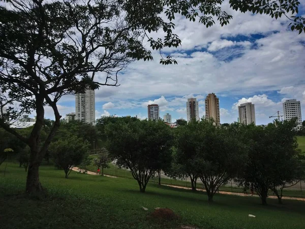 Vegetação Parque Uma Grande Cidade Parque Ecológico Lugar Grande Beleza — Fotografia de Stock