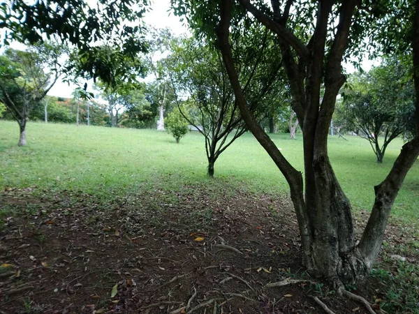 Park Vegetatie Een Grote Stad Ecologisch Park Een Plek Van — Stockfoto