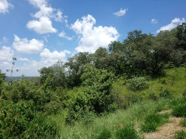 Parkvegetation Einer Großstadt Ökologischer Park Ein Ort Von Großer Schönheit — Stockfoto