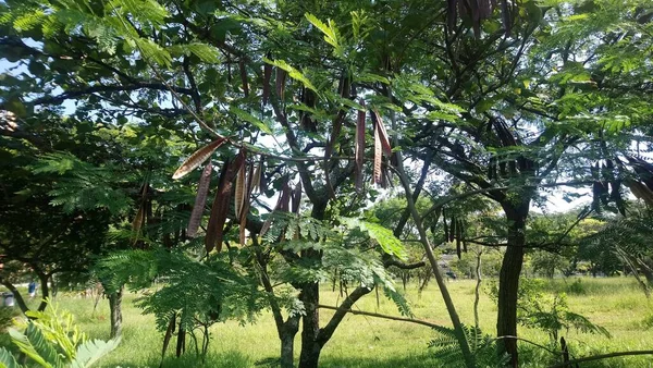 Parque Vegetación Una Gran Ciudad Parque Ecológico Lugar Gran Belleza — Foto de Stock