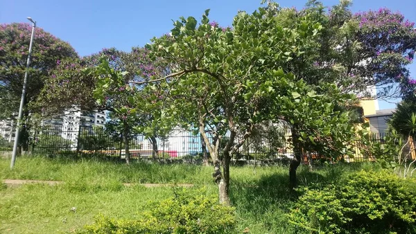 Parkvegetation Einer Großstadt Ökologischer Park Ein Ort Von Großer Schönheit — Stockfoto