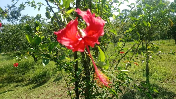 Parque Vegetación Una Gran Ciudad Parque Ecológico Lugar Gran Belleza — Foto de Stock