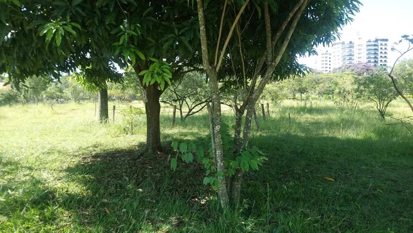 Vegetação Parque Uma Grande Cidade Parque Ecológico Lugar Grande Beleza — Fotografia de Stock