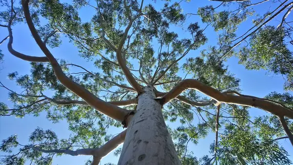 Vegetação Parque Uma Grande Cidade Parque Ecológico Lugar Grande Beleza — Fotografia de Stock