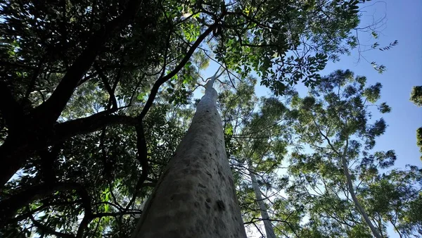 Vegetação Parque Uma Grande Cidade Parque Ecológico Lugar Grande Beleza — Fotografia de Stock