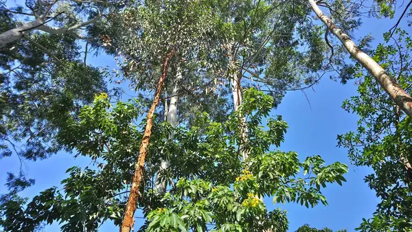 Parque Vegetación Una Gran Ciudad Parque Ecológico Lugar Gran Belleza — Foto de Stock