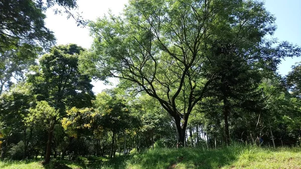 Vegetação Parque Uma Grande Cidade Parque Ecológico Lugar Grande Beleza — Fotografia de Stock