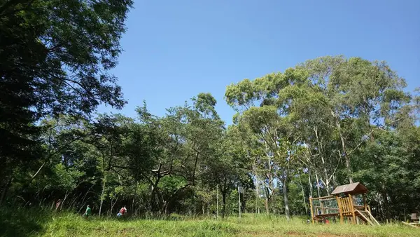 Vegetação Parque Uma Grande Cidade Parque Ecológico Lugar Grande Beleza — Fotografia de Stock