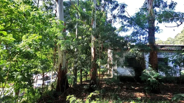 Park Vegetatie Een Grote Stad Ecologisch Park Een Plek Van — Stockfoto