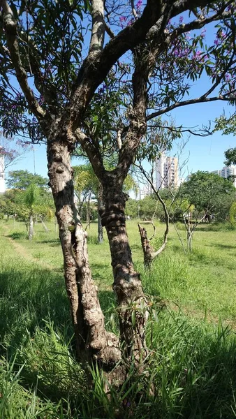 大城市里的公园植被 生态公园 是一个美丽而宁静的地方 — 图库照片