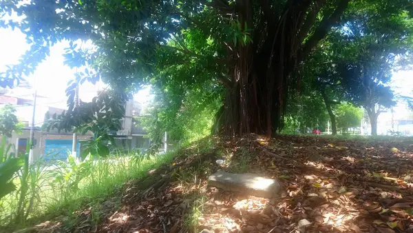 Büyük Bir Şehirdeki Park Bitkileri Ekoloji Parkı Büyük Güzellik Huzurun — Stok fotoğraf