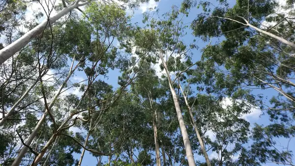 Vegetação Parque Uma Grande Cidade Parque Ecológico Lugar Grande Beleza — Fotografia de Stock