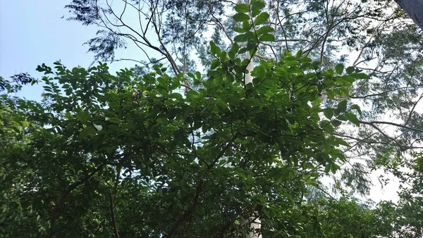 Vegetação Parque Uma Grande Cidade Parque Ecológico Lugar Grande Beleza — Fotografia de Stock