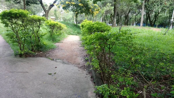 Vegetação Parque Uma Grande Cidade Parque Ecológico Lugar Grande Beleza — Fotografia de Stock