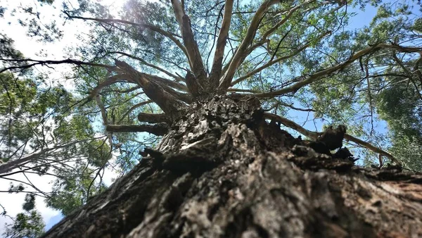 Parque Vegetación Una Gran Ciudad Parque Ecológico Lugar Gran Belleza — Foto de Stock