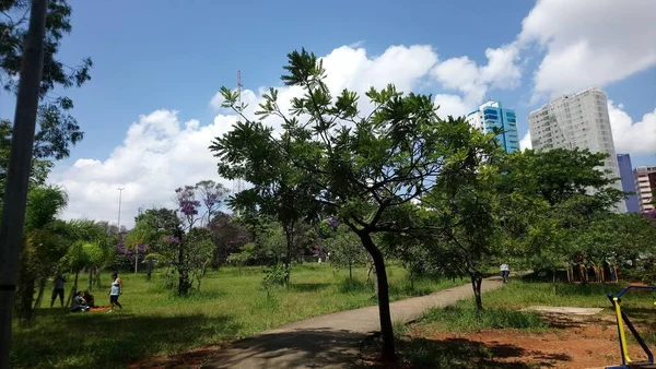 Park Vegetation Storstad Ekologisk Park Plats Med Stor Skönhet Och — Stockfoto