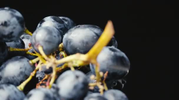 Букет синього вологого винограду обертається повільно . — стокове відео