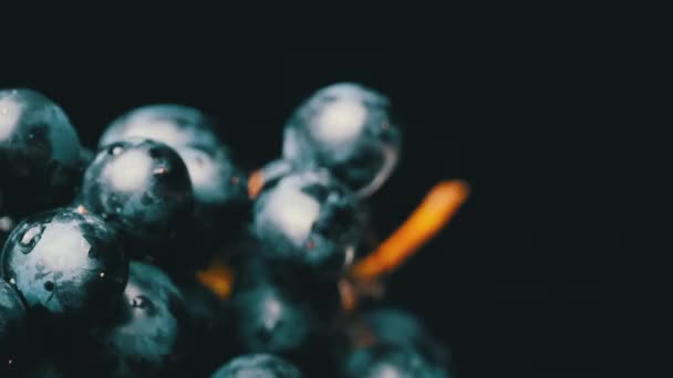 Een stelletje blauwe natte druiven draaien langzaam. — Stockvideo