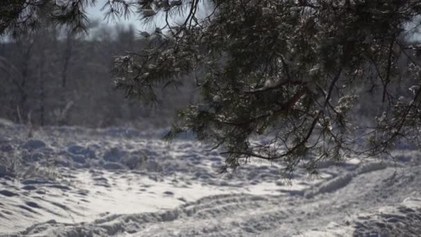 Havazik egy lucfenyő ágon egy havas erdőben — Stock videók