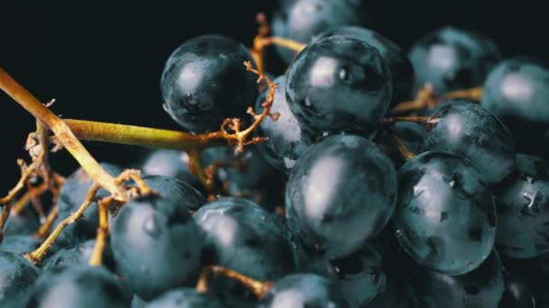 A Bunch of Blue Wet Grapes spinning Pomalý. — Stock video