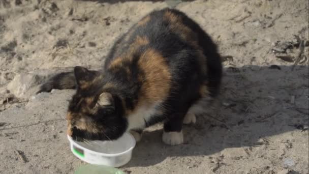 Obdachlose Katzen essen aus einer dreckigen Schüssel auf dem Boden, auf der Straße — Stockvideo