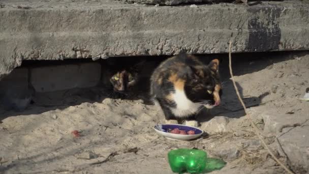 Οι άστεγες γάτες τρώνε από ένα βρώμικο μπολ στο έδαφος, στο δρόμο — Αρχείο Βίντεο