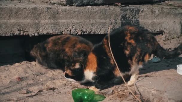 Вуличні безпритульні кішки їдять з брудної миски на землі, на вулиці — стокове відео