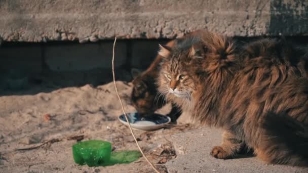Άστεγες γάτες του δρόμου τρώνε από ένα βρώμικο μπολ στο έδαφος, στο δρόμο αργή Μο — Αρχείο Βίντεο