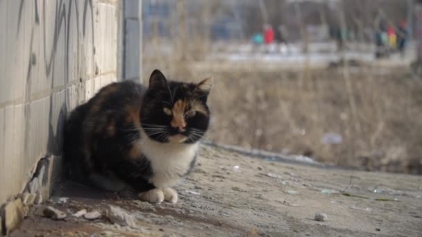 Street Homeless Shabby Cat se sienta en la calle, en un azulejo cerca de la casa Slow Mo — Vídeos de Stock