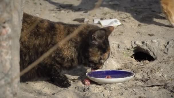 Уличные бездомные кошки едят из грязной миски на земле, на улице — стоковое видео