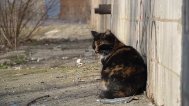 Οδός άστεγος Shabby Cat κάθεται στο δρόμο, σε ένα πλακάκι κοντά στο σπίτι αργή Μο — Αρχείο Βίντεο