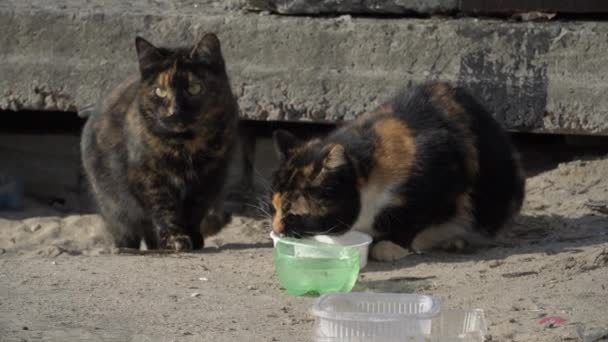 Gatos sin hogar de la calle comen de un tazón sucio en el suelo, en la calle — Vídeo de stock