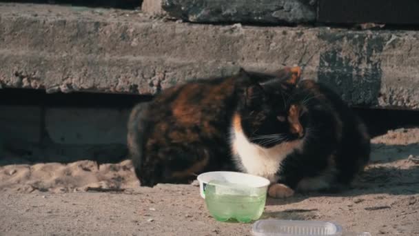 노숙자 고양이 가 바닥에 있는 더러운 술집에서 식사를 하는 모습, 거리에서 — 비디오