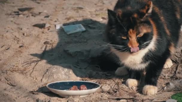 Уличные бездомные кошки едят из грязной миски на земле, на улице — стоковое видео