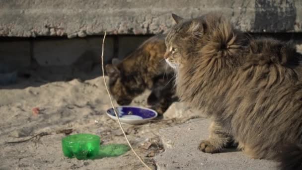 Obdachlose Katzen essen aus einer schmutzigen Schüssel auf dem Boden, auf der Straße Slow Mo — Stockvideo