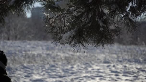 Χιόνι σε κλαδί ελάτης σε χιονισμένο δάσος — Αρχείο Βίντεο