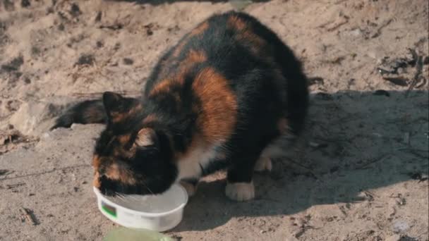 Gatos sin hogar de la calle comen de un tazón sucio en el suelo, en la calle — Vídeos de Stock